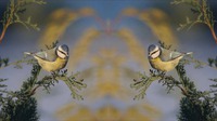 Lustrzane odbicie wideo