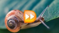 Wideo w zwolnionym tempie